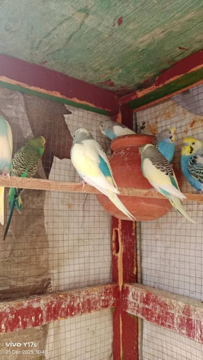 budgies