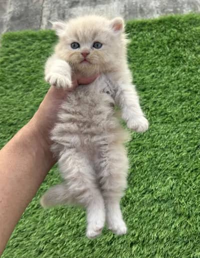 white Persian kitten|Triple long coated|punch Face|Blue Eyes kittens