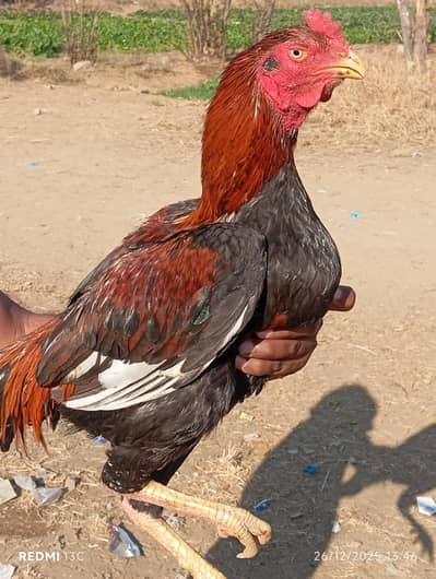 Mianwali aseel breeder now available in reasonable price