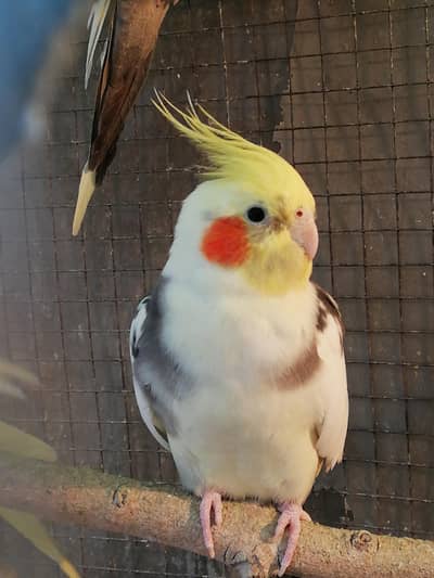 Cocktail Per piece 2500