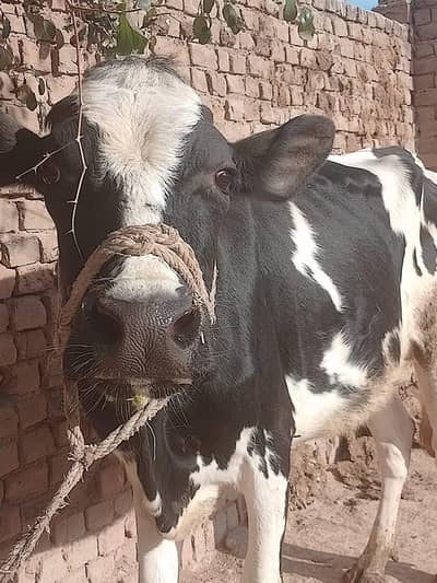 Cow for sale