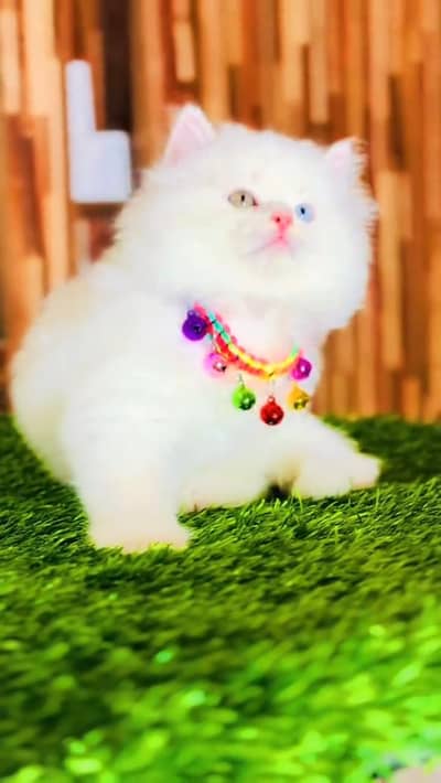 cat beautiful information my WhatsApp 0323==========3415=========963