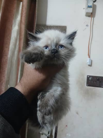 persian kittens triple coat, punch face and healthy