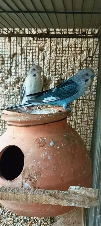 Top Quality black wing breeder pair Blue grey color rare color
