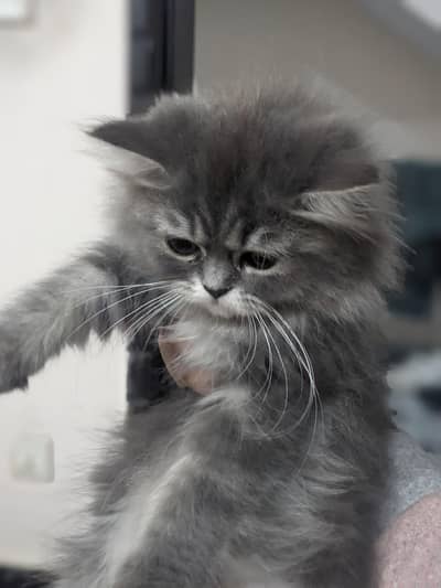Persian Female Kitten