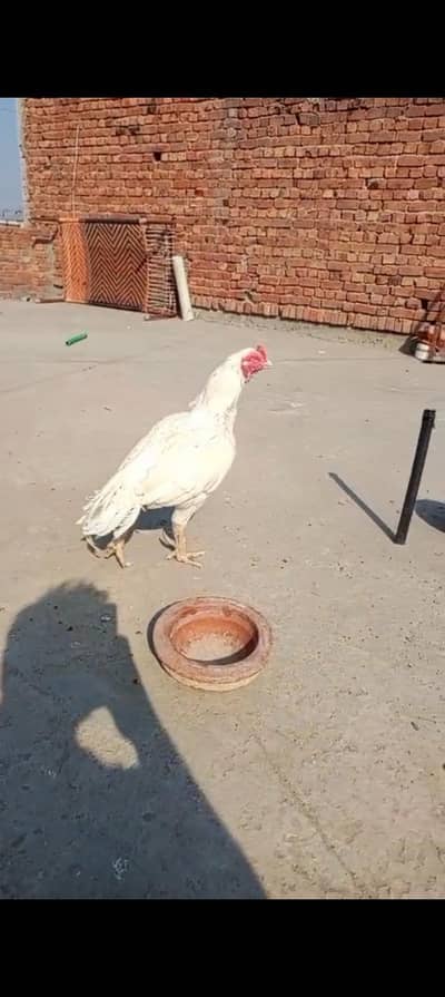 1 eyes  highy quality bareeder