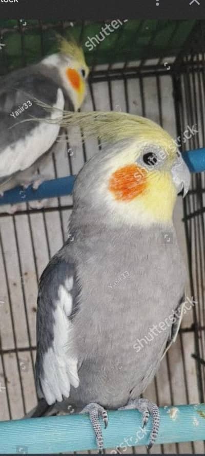 cocktail breader pair