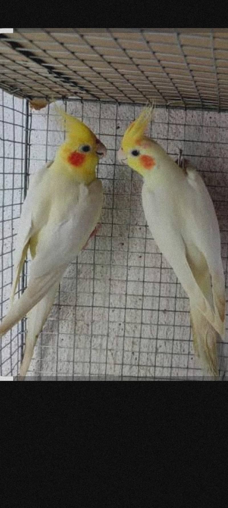 cocktail breader pair 1