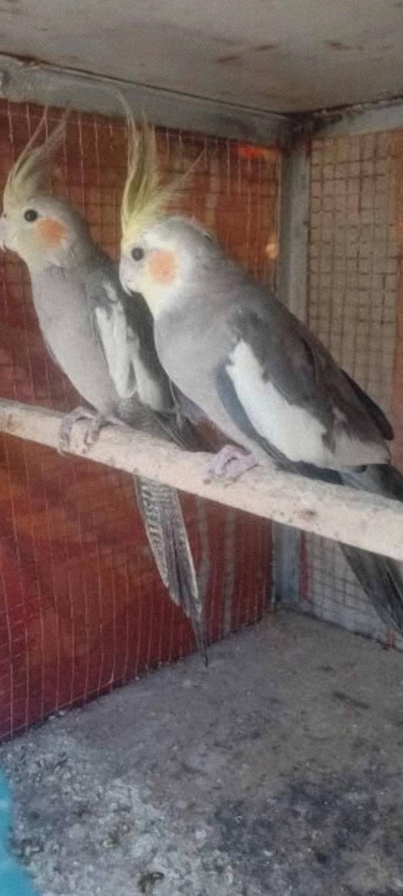 cocktail breader pair 2