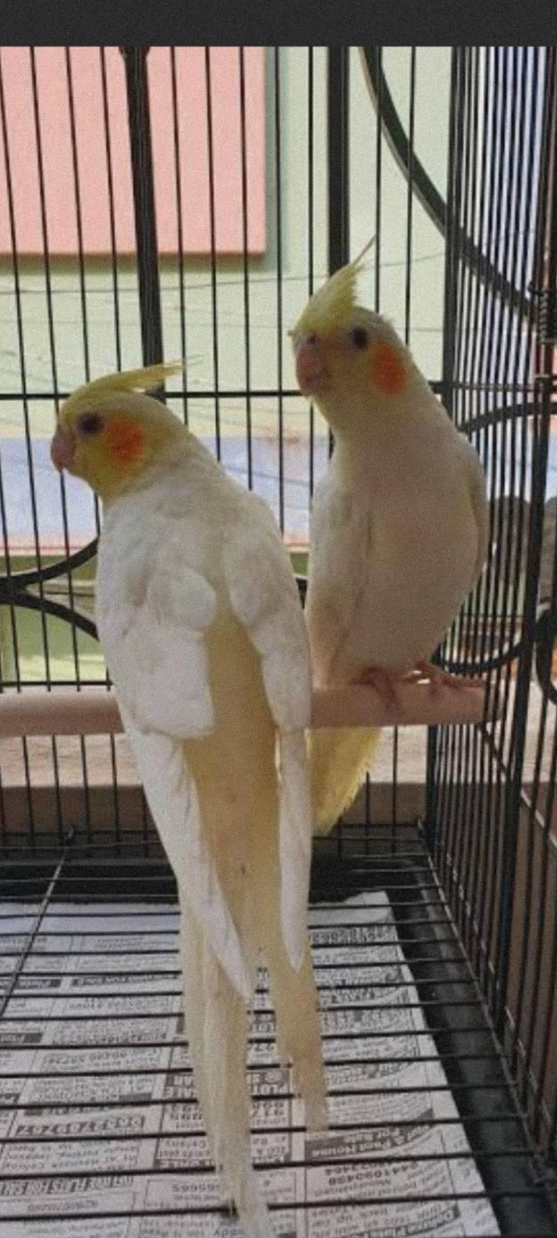 cocktail breader pair 3