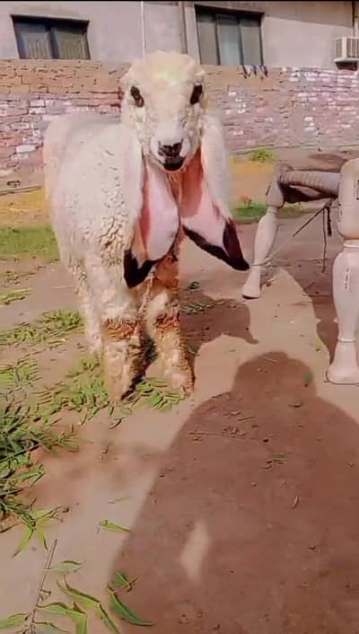 Sheep | Kajla | Chatra | Bakra