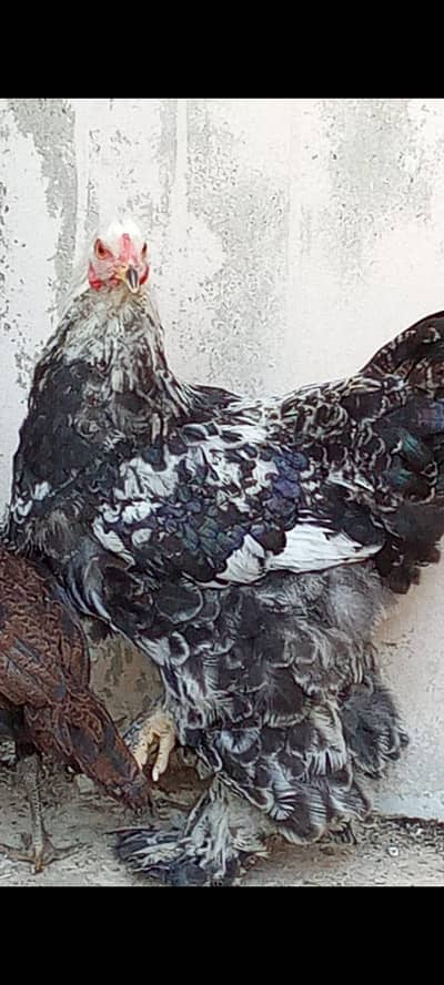 Columbian Brahma Female Available for Sale