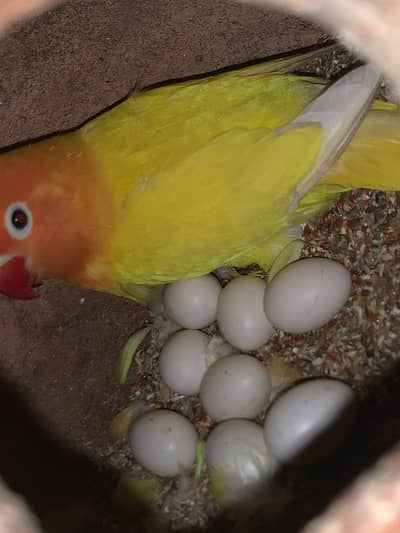 Lovebirds active and healthy breader pairs