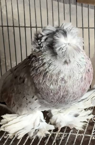 Fancy pigeon Bokhara trumpeter