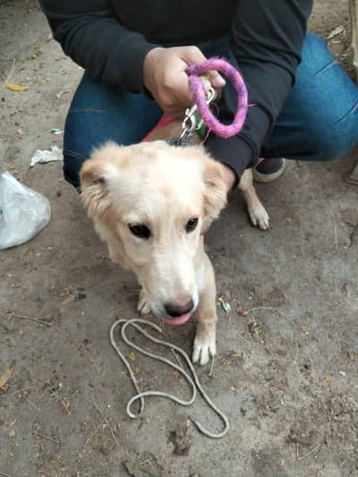 Labrador dog labra and golden retriever mix breed