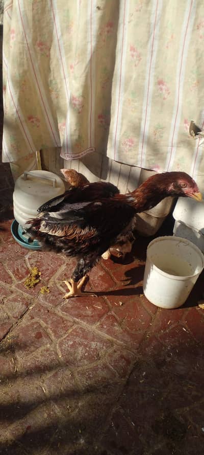 Aseel Murgha Long Heighted / Aseel Patha