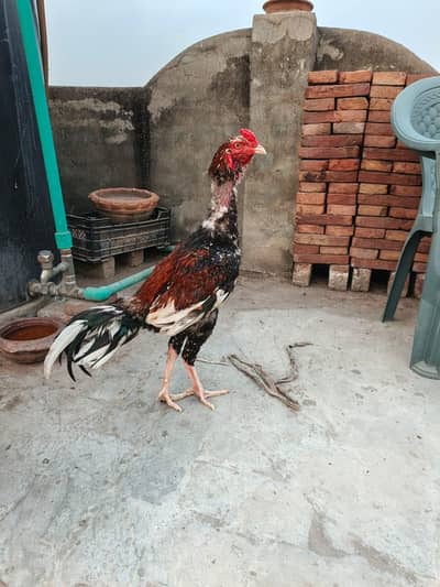 aseel mainwali rabta no 03214525644