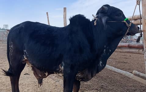 Qurbani 2 dant black bachra for sale cow