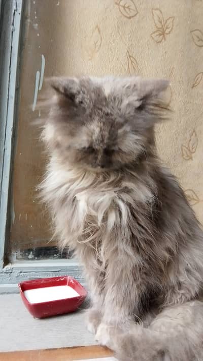 Grey colour Persian punch face cat