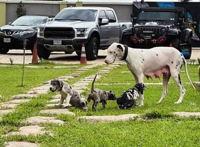 great dane 03234696626