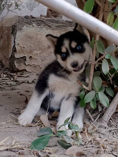HuskY Siberian