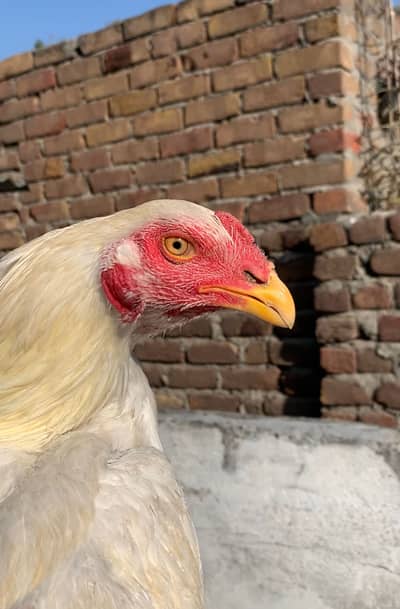 heera | Heera | Aseel | Hen | murgha | Aseel heera 4 sale