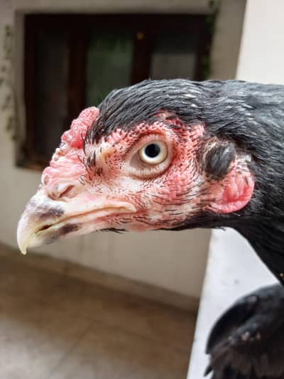 rate final he bes na kry or . na fazol offir dy