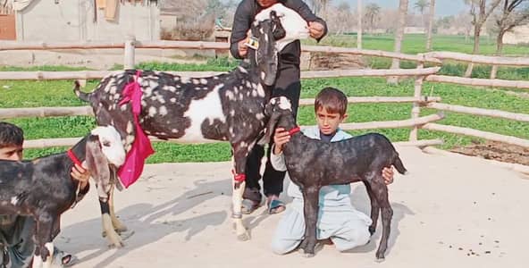 2 bacchon wali  bakri for sale call me 03460423873