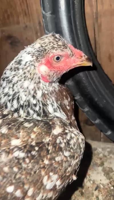 aseel  hen  beautiful Color