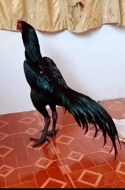 breed aseel heera my WhatsApp number 03410473472