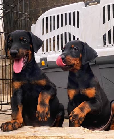 Doberman 03234696626