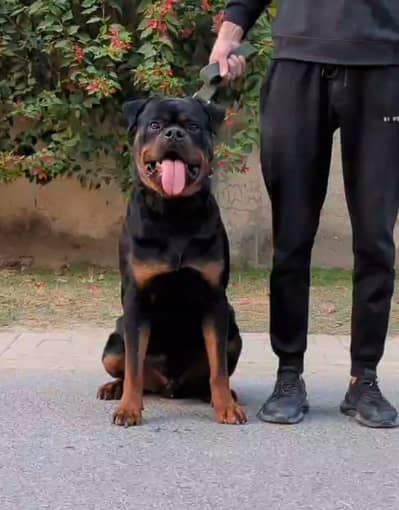 Top quality Rottweiler male available 13 month old confirm stud