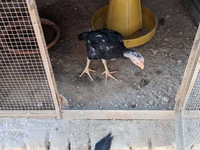 Aseel shamo 4 chicks urgent sale