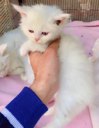 kitten.  price par kitten