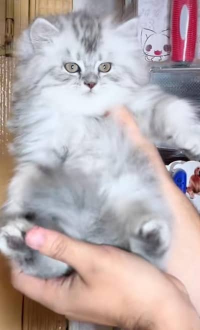 Persian cat vaccinated triple coted and littler ternd