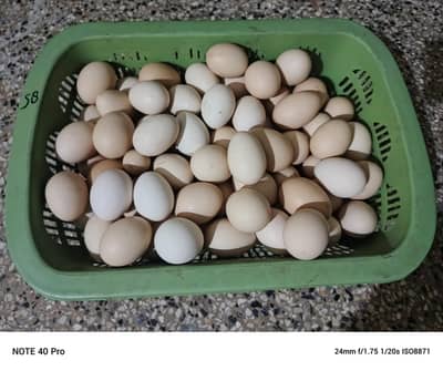 desi fertile eggs
