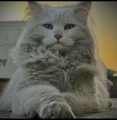Persian Cat Urgent Sale Whatsapp number 03296274757