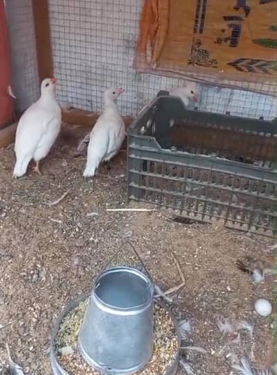 white chokor 2 female 1 male egg dy rahy hain