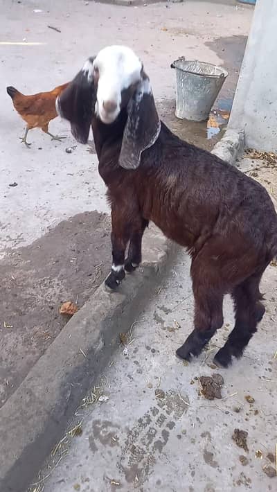 pure desi goat