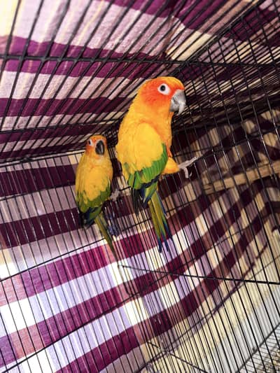 sunconure breeder pair