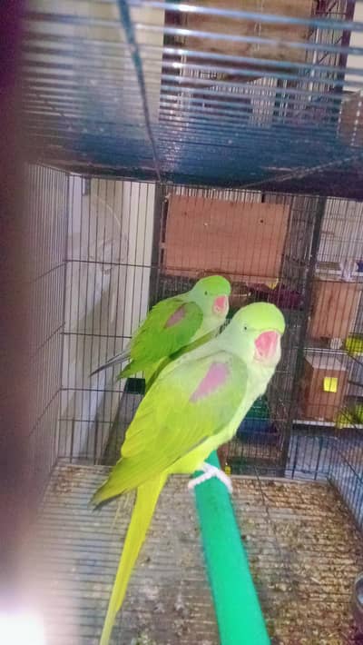 female for exchange with male