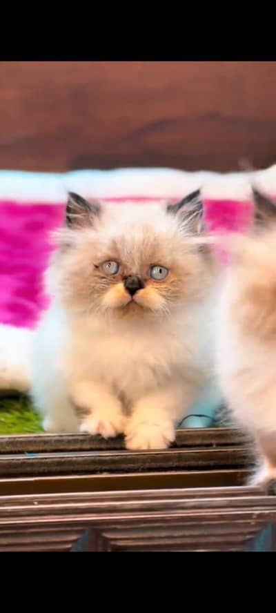 pure Persian cat vaccinated triple coated and littler ternd