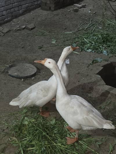 geese fully paper white Beautiful ducks pair