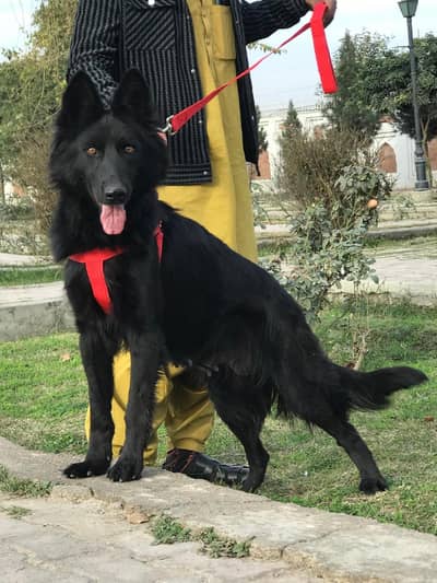 black German Shepherd long coated female come from reader