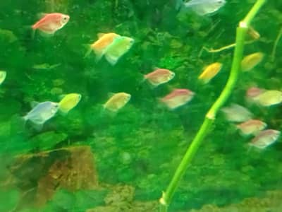 Glow Terra, shipping, Aquarium 12 mm and 8 mm (2 aquariums)