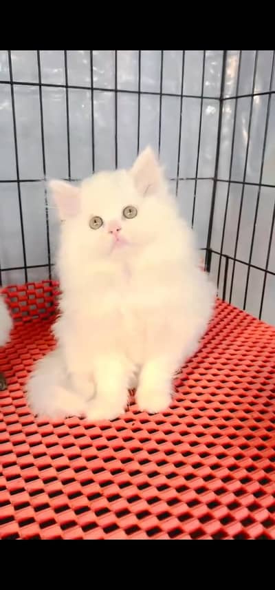 Quality Persian Punch face cat & kitten =03065316938=Whatsapp