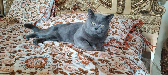 British Short Hair Male 03094642328