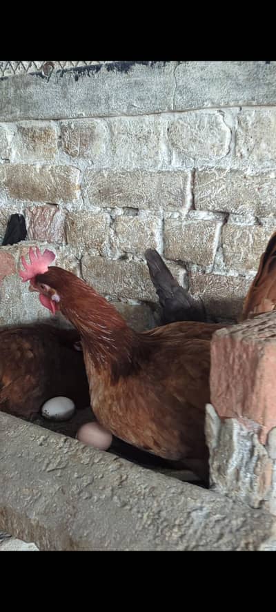 Golden misri murgi egg start