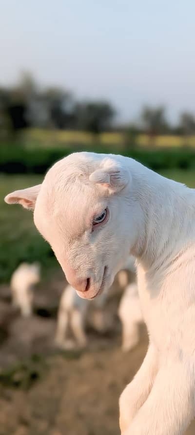 pure golabi taide toop quality  pink 