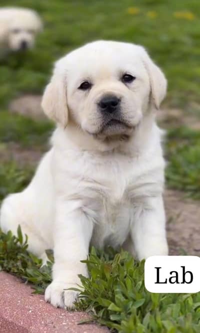 Labrador puppies 03425137217